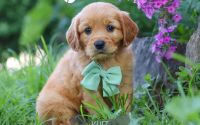 Male Mini Golden Retriever Pup - Kurt