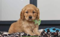 Male Mini Golden Retriever Pup - Alder