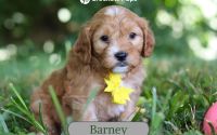 Male Mini Golden Retriever Pup - Barney