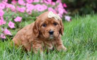Female Mini Golden Retriever Pup - Bella