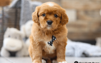 Male Mini Golden Retriever Pup - Buddy
