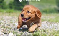 Female Mini Golden Retriever Pup - Cherry