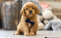 Male Mini Golden Retriever Pup - Max