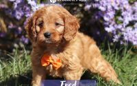 Male Mini Golden Retriever Pup - Fred