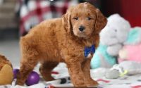 Male Mini Golden Retriever Pup - Azul