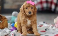 Female Mini Golden Retriever Pup - Lilac