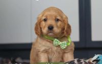 Male Mini Golden Retriever Pup - Alder