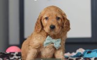 Male Mini Golden Retriever Pup - Cypress