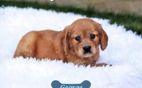 Male Mini Golden Retriever Pup - George