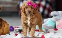 Female Mini Golden Retriever Pup - Magenta