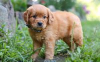 Male Mini Golden Retriever Pup - Caleb