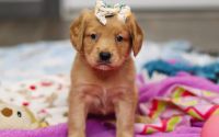 Female Mini Golden Retriever Pup - Solstice