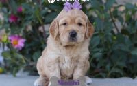 Female Mini Golden Retriever Pup - Mochi