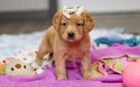 Female Mini Golden Retriever Pup - Solstice