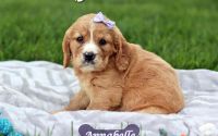 Female Mini Golden Retriever Pup - Annabelle