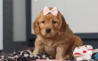 Female Mini Golden Retriever Pup - Hyacinth