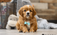 Male Mini Golden Retriever Pup - Bear