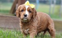 Female Mini Golden Retriever Pup - Daisy