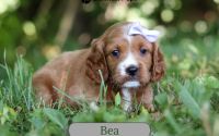 Female Mini Golden Retriever Pup - Thelma Bea