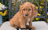 Male Mini Golden Retriever Pup - Charlie