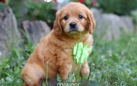 Male Mini Golden Retriever Pup - Spencer