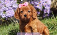 Female Mini Golden Retriever Pup - Anne