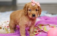 Female Mini Golden Retriever Pup - Flurry