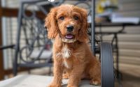 Male Mini Golden Retriever Pup - Strider