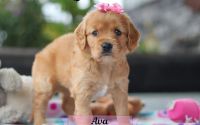 Female Mini Golden Retriever Pup - Ava