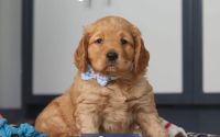 Male Mini Golden Retriever Pup - Sage