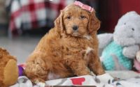 Female Mini Golden Retriever Pup - Fushia