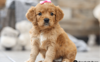 Feale Mini Golden Retriever Pup - Willow