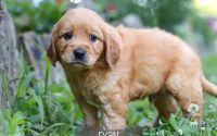 Male Mini Golden Retriever Pup - Ryan