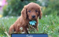 Male Mini Golden Retriever Pup - Ryder
