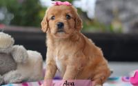 Female Mini Golden Retriever Pup - Ava