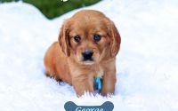 Male Mini Golden Retriever Pup - George