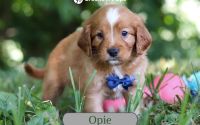 Male Mini Golden Retriever Pup - Opie