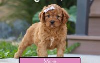 Female Mini Golden Retriever Pup - Winnie