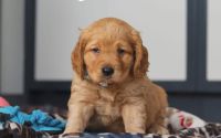 Male Mini Golden Retriever Pup - Sage