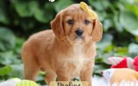 Female Mini Golden Retriever Pup - Praline