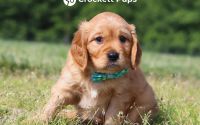 Male Mini Golden Retriever Pup - River
