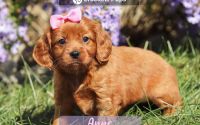 Female Mini Golden Retriever Pup - Anne