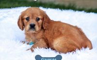 Male Mini Golden Retriever Pup - George