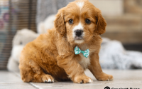 Male Mini Golden Retriever Pup - Bear