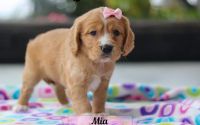 Female Mini Golden Retriever Pup - Mia
