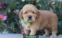 Male Mini Golden Retriever Pup - Buddy