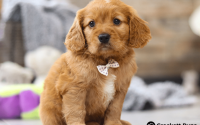 Male Mini Golden Retriever Pup - Charlie
