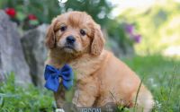 Male Mini Golden Retriever Pup - Jason