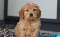 Female Mini Golden Retriever Pup - Rose
