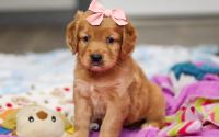 Female Mini Golden Retriever Pup - Flurry